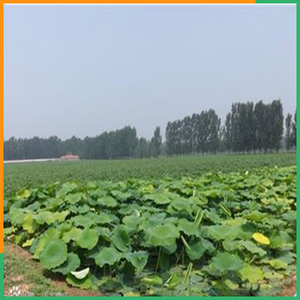 哈尔滨耐老化防渗膜价格面议-公海555000JC线路检测中心环保